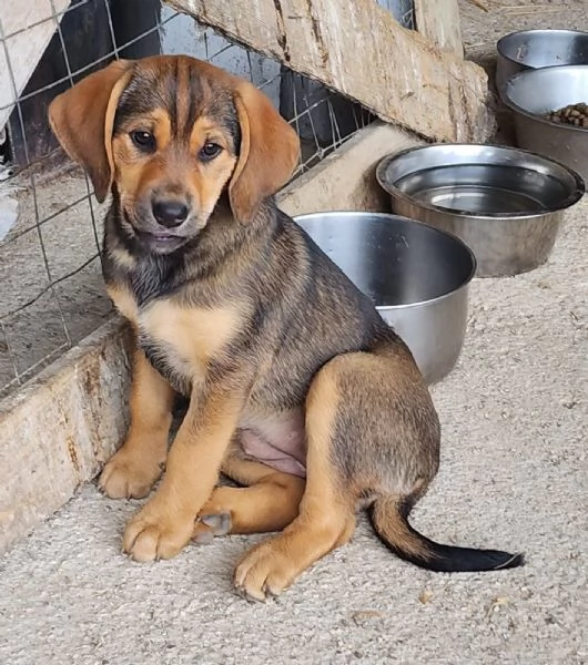 Xena cucciola con un super musetto  | Foto 4