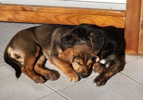 Xena cucciola con un super musetto  | Foto 1