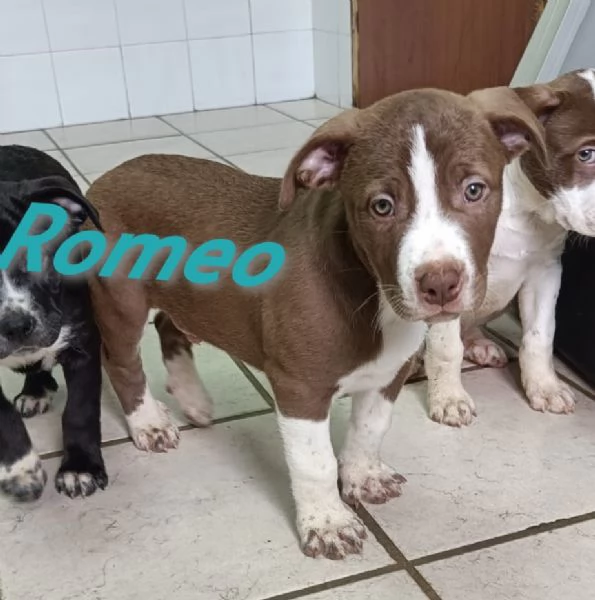 La carica dei 6 fratelloni mix pitbull  | Foto 6