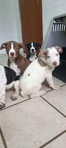 La carica dei 6 fratelloni mix pitbull  | Foto 2