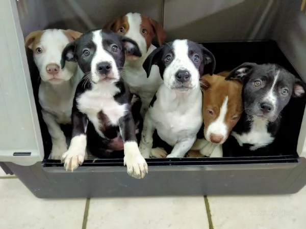 La carica dei 6 fratelloni mix pitbull 