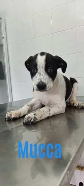 La carica dei 6 fratelloni mix pitbull  | Foto 1