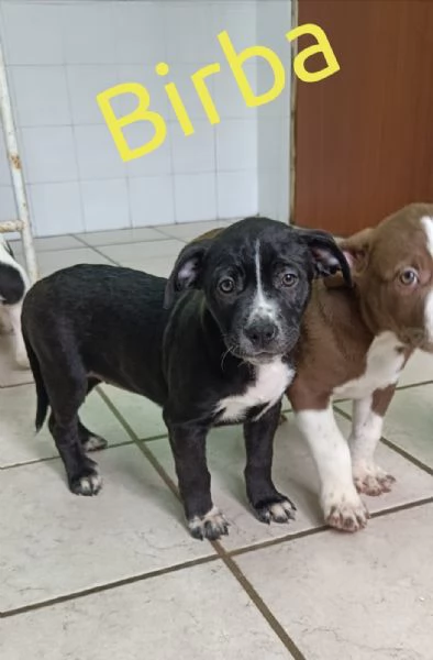 La carica dei 6 fratelloni mix pitbull  | Foto 0
