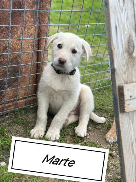 Cuccioli bellissimi in cerca di casa  | Foto 6