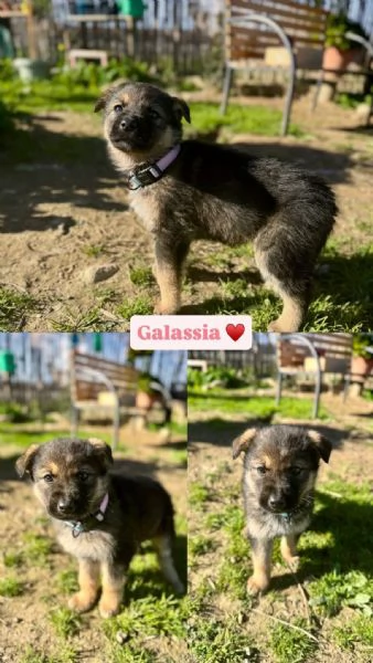 Cuccioli bellissimi in cerca di casa  | Foto 5