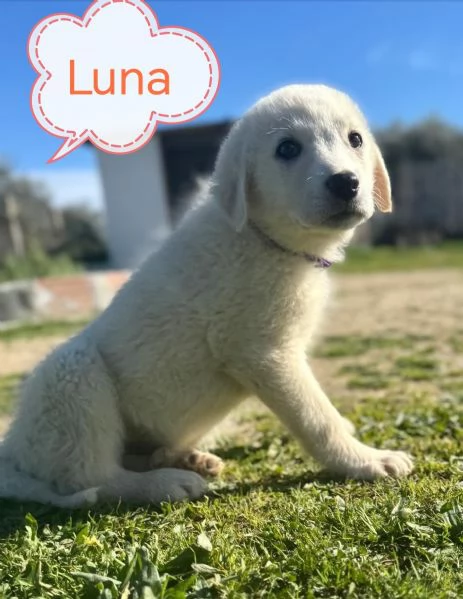 Cuccioli bellissimi in cerca di casa 