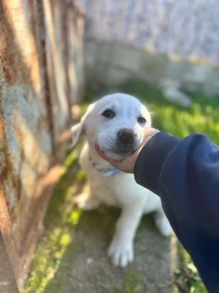 Cuccioli bellissimi in cerca di casa  | Foto 2