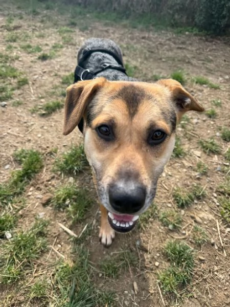 Rudy cucciolone vi aspetta ad Albenga  | Foto 4