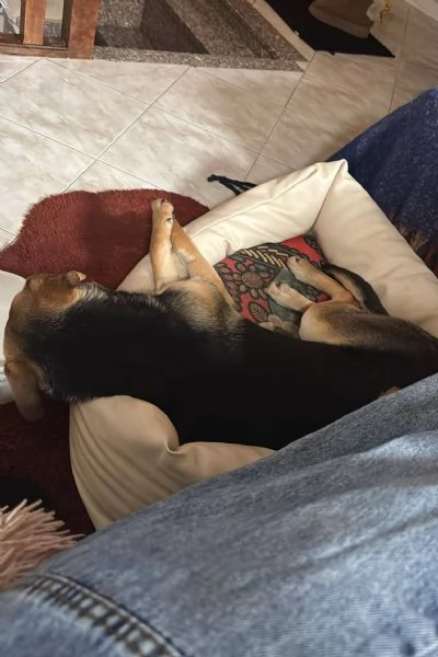 Rudy cucciolone vi aspetta ad Albenga  | Foto 3