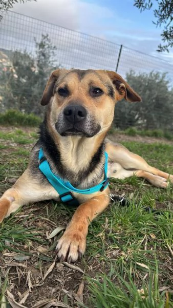 Rudy cucciolone vi aspetta ad Albenga 