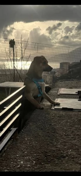 Rudy cucciolone vi aspetta ad Albenga  | Foto 0