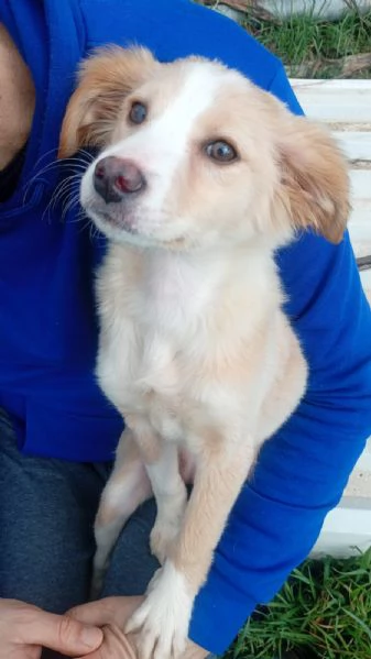 Sofia cucciola Carinissima taglia media contenuta  | Foto 4