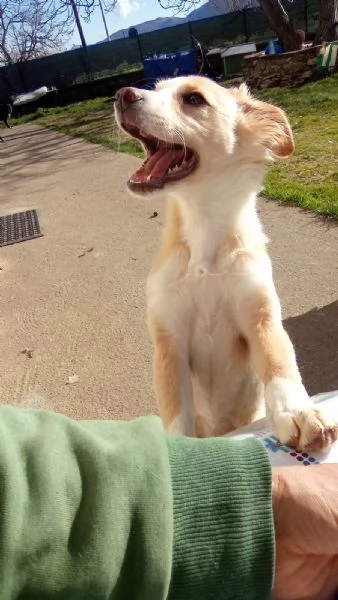 Sofia cucciola Carinissima taglia media contenuta  | Foto 2