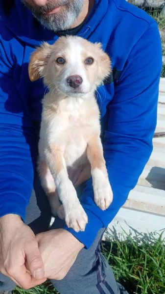 Sofia cucciola Carinissima taglia media contenuta  | Foto 4