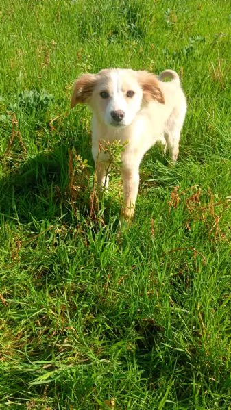 Sofia cucciola Carinissima taglia media contenuta  | Foto 3