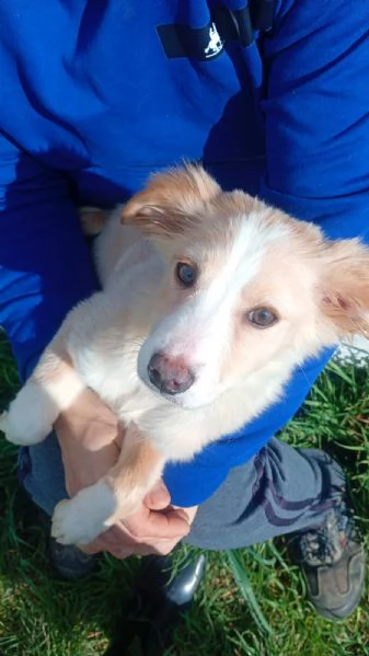 Sofia cucciola Carinissima taglia media contenuta  | Foto 1