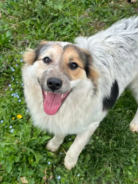 Fuffy cucciolina visibile in Liguria  | Foto 3