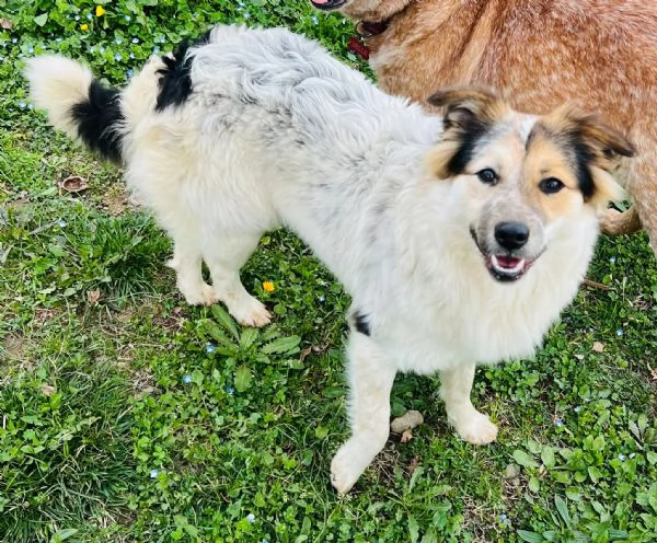 Fuffy cucciolina visibile in Liguria  | Foto 1