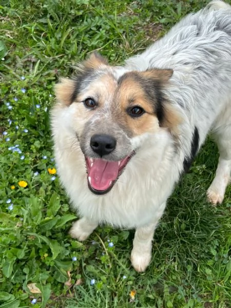 Fuffy cucciolina visibile in Liguria  | Foto 0