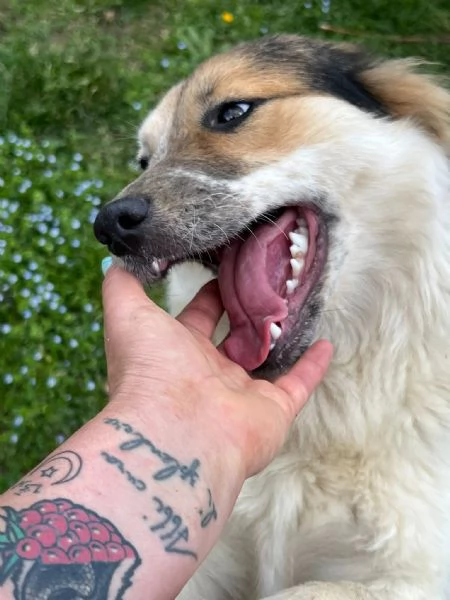 Fuffy cucciolina visibile in Liguria 