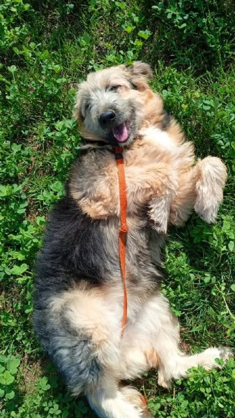 Maya cucciolona fantastica  | Foto 2