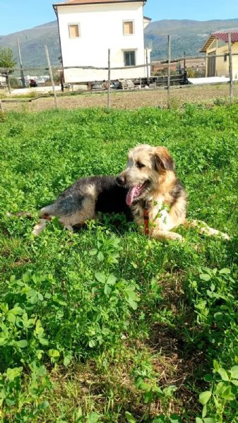 Maya cucciolona fantastica 