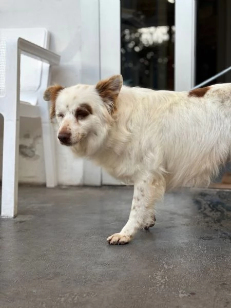 Luna cagnolina visibile a Ferrara 