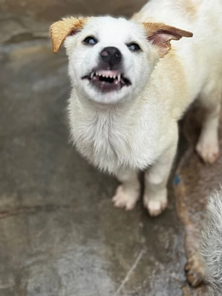 Leo cucciolo in canile  | Foto 1