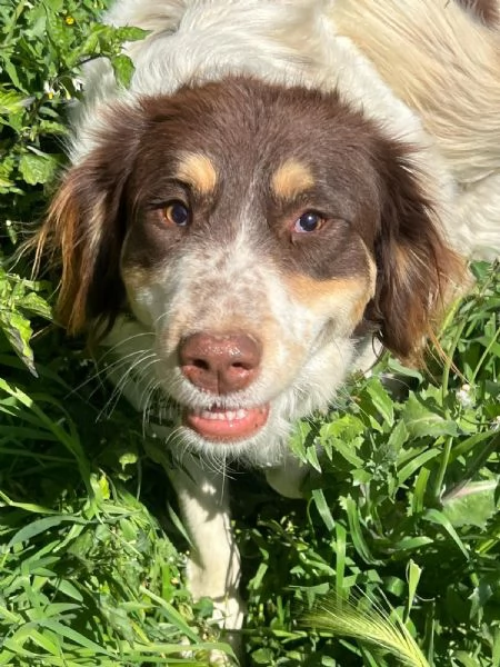 Molly una montagna di zucchero 