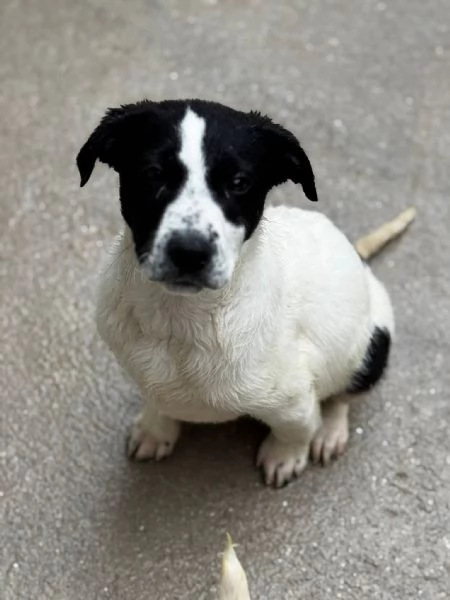 Oliver il cucciolo dagli occhi tristi  | Foto 2