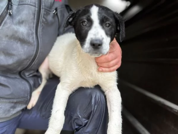 Oliver il cucciolo dagli occhi tristi  | Foto 1