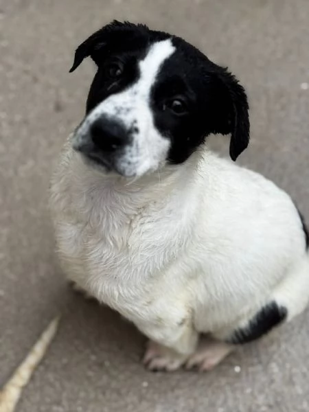 Oliver il cucciolo dagli occhi tristi 