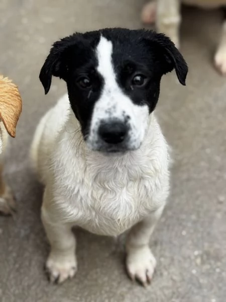 Oliver il cucciolo dagli occhi tristi  | Foto 1