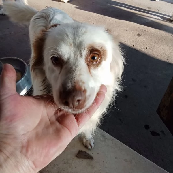 Luna cagnolina dolcissima taglia piccola  | Foto 1