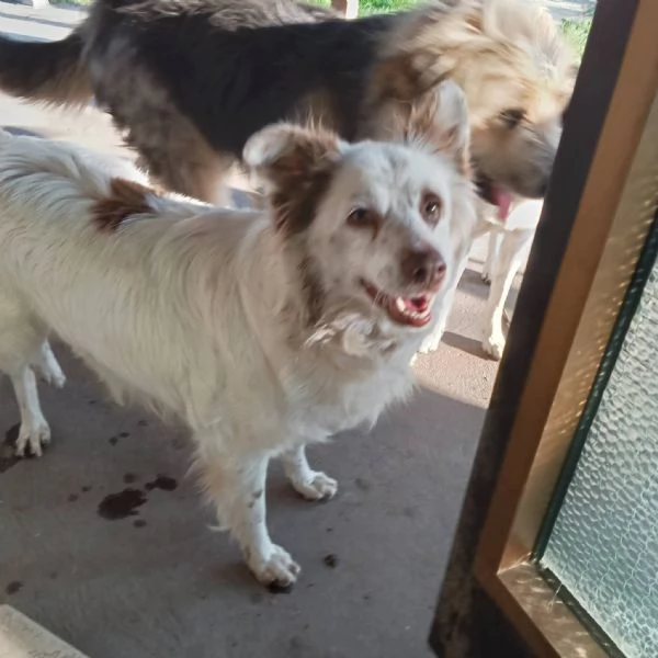 Luna cagnolina dolcissima taglia piccola  | Foto 0