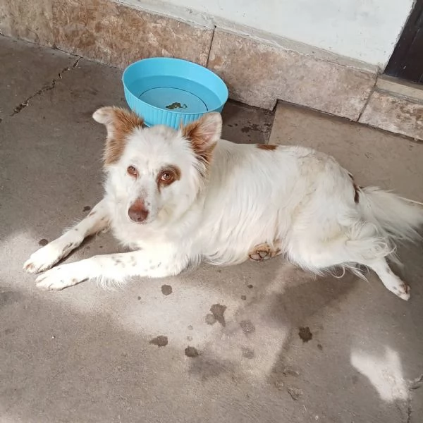 Luna cagnolina dolcissima taglia piccola 