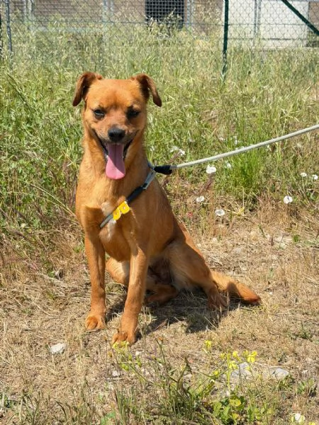 Kira 10 kg di cane in canile  | Foto 6