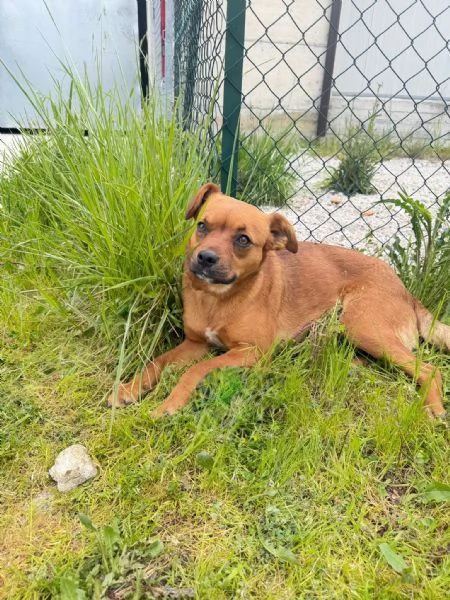 Kira 10 kg di cane in canile  | Foto 5