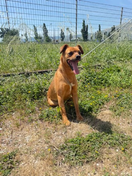 Kira 10 kg di cane in canile  | Foto 4