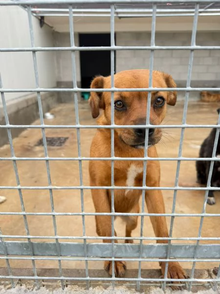 Kira 10 kg di cane in canile  | Foto 3