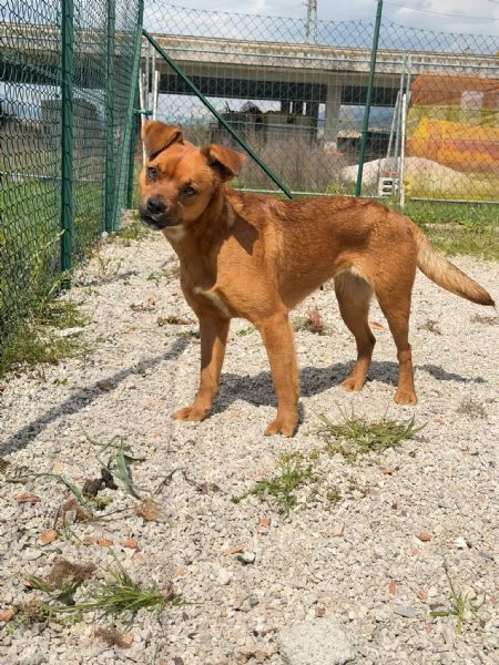 Kira 10 kg di cane in canile  | Foto 1
