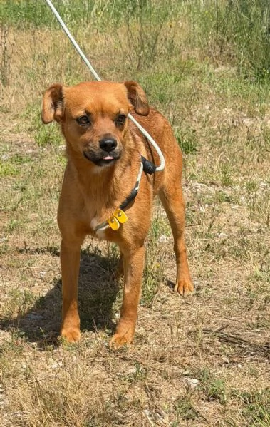 Kira 10 kg di cane in canile  | Foto 0
