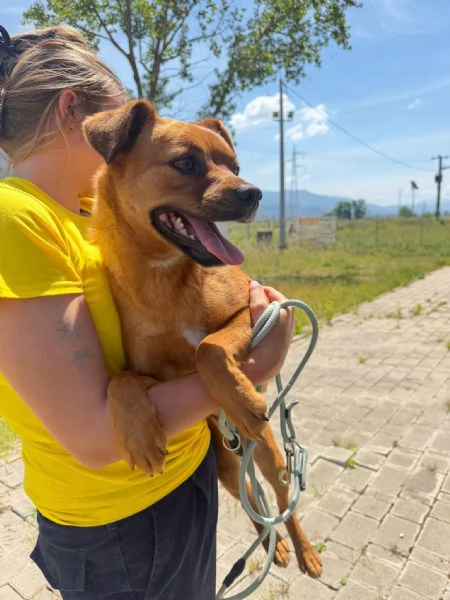 Kira 10 kg di cane in canile 