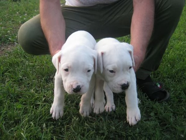 disponibili cuccioli di dogo argentino 