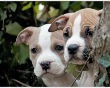 bellissimi american staffordshire terrier