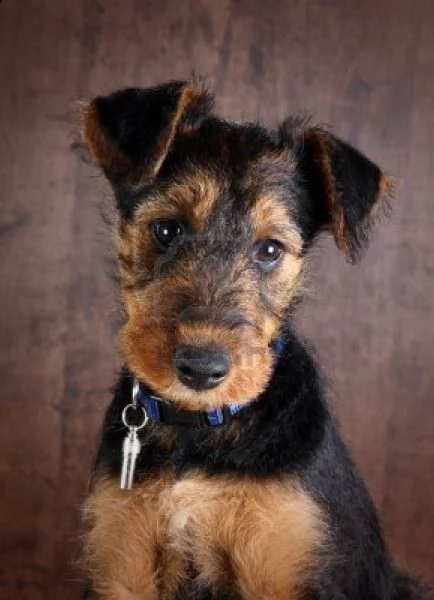 bellissimi  cuccioli di airedale terrier