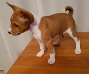 Vendita Basenji Da Privato A Rieti Belle Cuccioli Basenji Con Pedigree