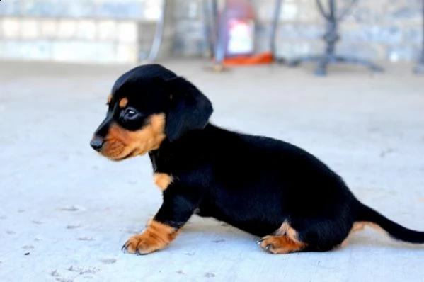 meravigliosi cuccioli di bassotto toy