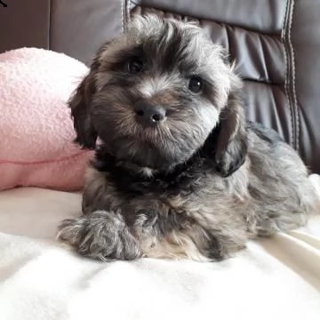 cuccioli di bichon havanese