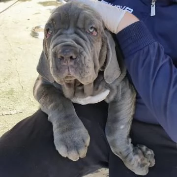 cuccioli di mastino napoletano